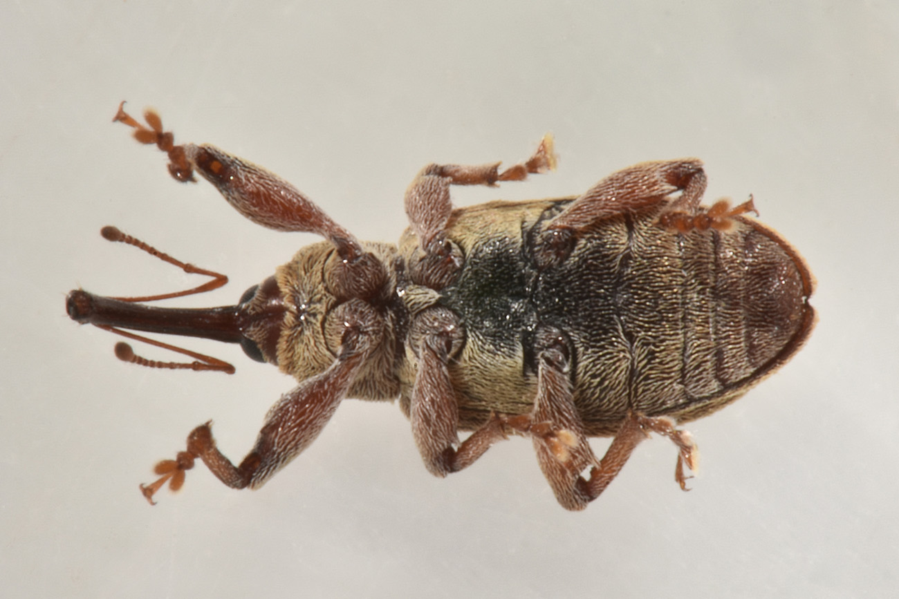 Curculionidae: Dorytomus sp.?  Sì, Dorytomus filirostris, maschio